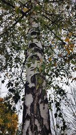 Low angle view of tree against sky