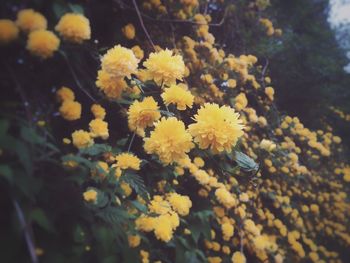 Close-up of yellow flowering plant