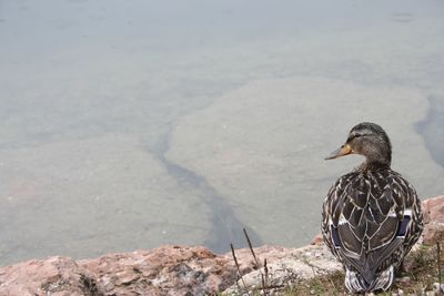 Bird perching on a lake