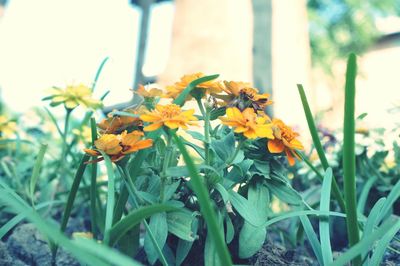 Close-up of yellow flowering plant