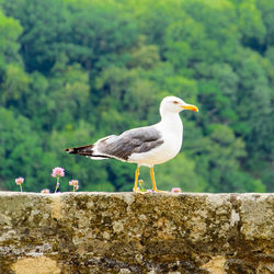 Seagull perching on retaining wall