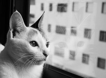 Close-up of a cat looking away