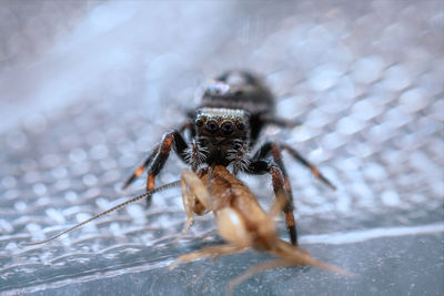 Close-up of spider