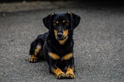 Portrait of dog sitting on road