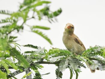 Close-up of bird perching on tree