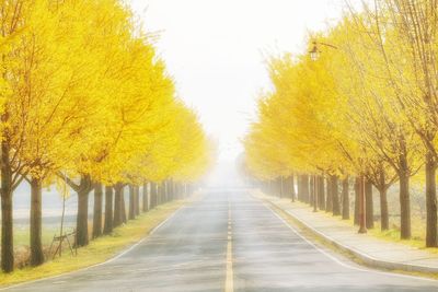 Road amidst trees during autumn