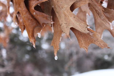 Close-up of icicles on tree during winter