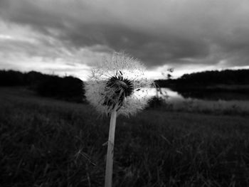 Close-up of dandelion growing against sky