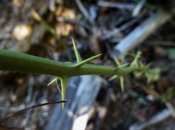 Close-up of plant growing in garden