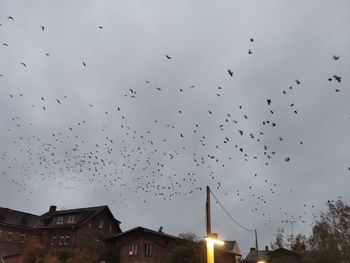 Low angle view of birds flying in sky