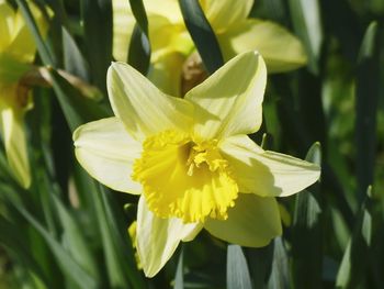 Close-up of yellow flowering plant