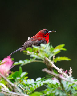 Bird perching on flower