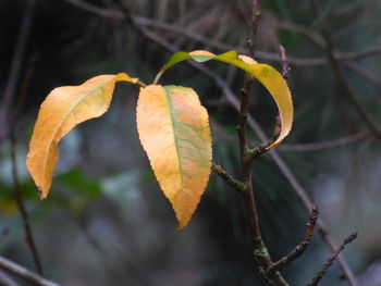 Close-up of orange leaves against blurred background