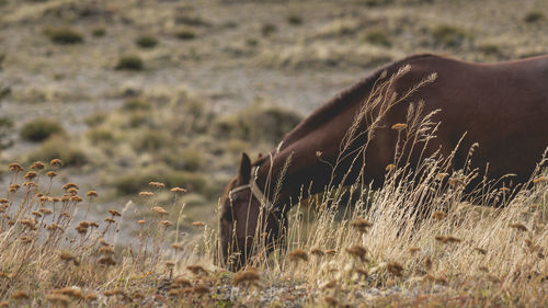 View of an animal on grass