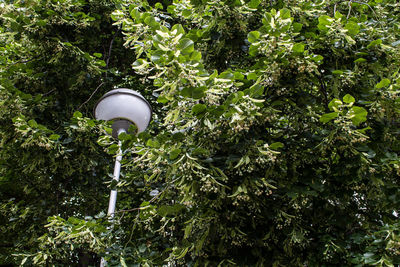 Low angle view of plants