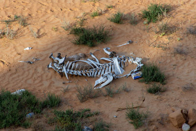 High angle view of camels in a desert