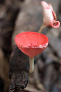 Close-up of red rose on water