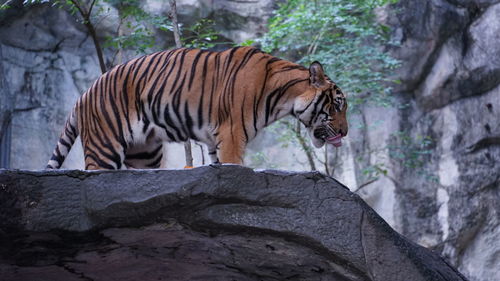 Zebras in a zoo