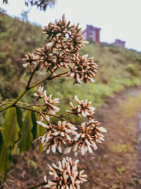 Close-up of flowering plant on field