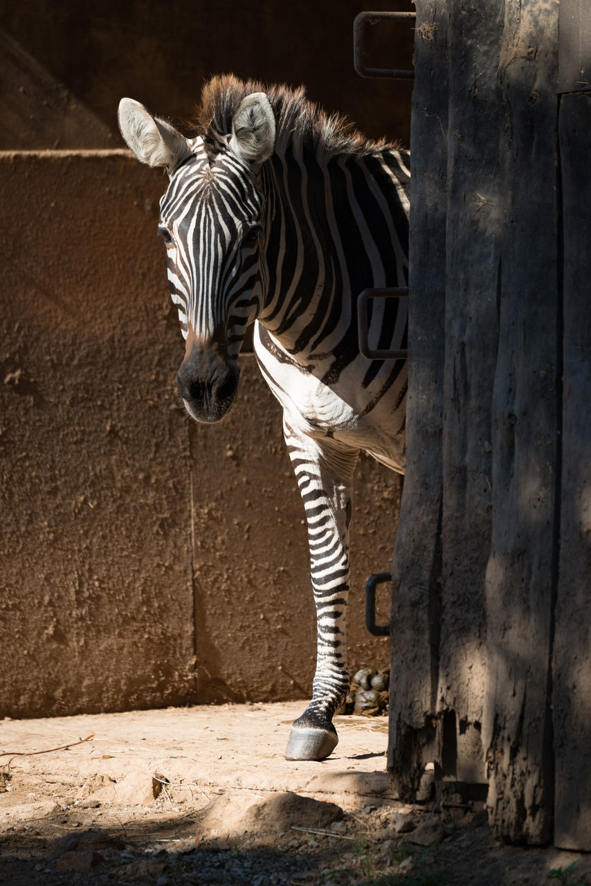 ZEBRAS STANDING ON GROUND