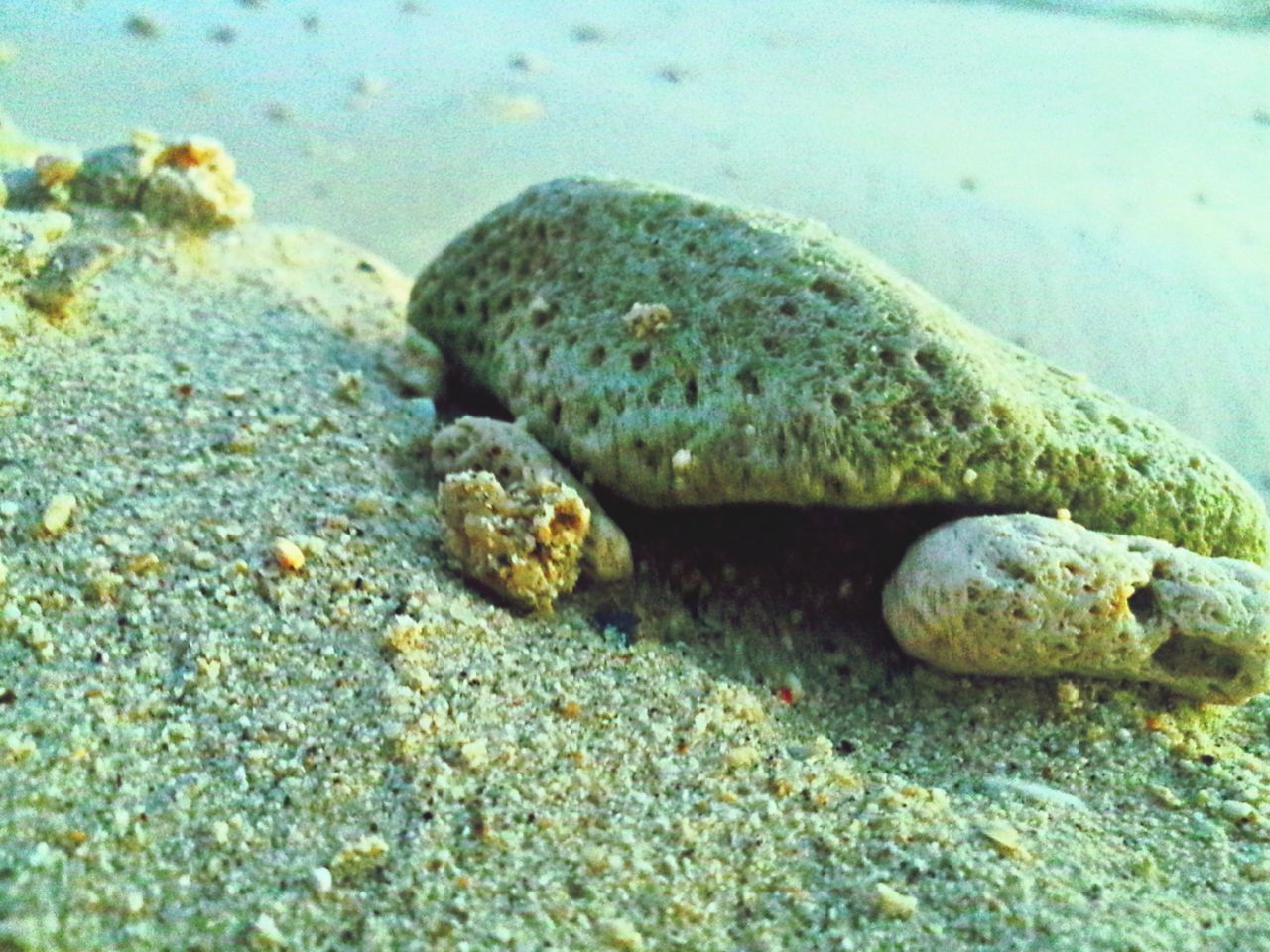 water, sea, rock - object, beach, nature, stone - object, sea life, animal themes, pebble, rock, high angle view, shore, wildlife, underwater, animals in the wild, stone, sand, beauty in nature, tranquility, close-up