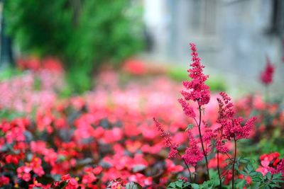 Close-up of pink flowering plants