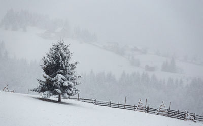 Pine trees on snow covered land against sky