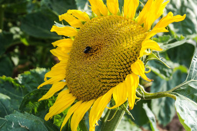 Close-up of honey bee on sunflower