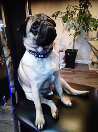 Close-up of dog sitting at home