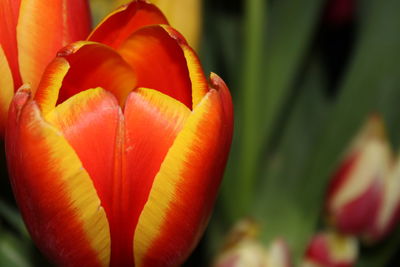 Close-up of red tulip