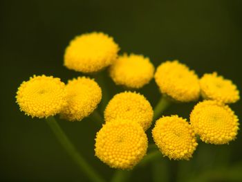Close-up of yellow flowering plant