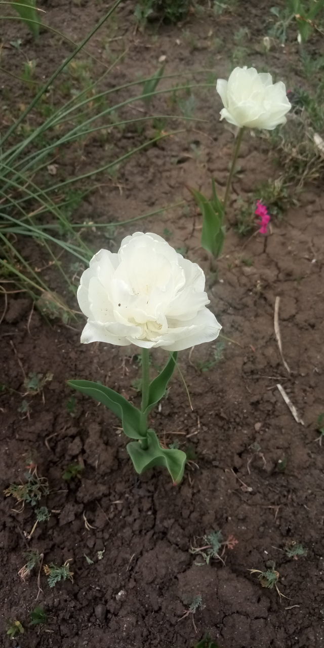 HIGH ANGLE VIEW OF WHITE ROSES ON FIELD