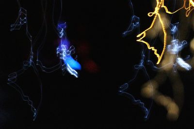 Close-up of jellyfish swimming in aquarium