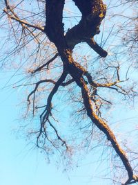 Low angle view of bare tree against clear sky