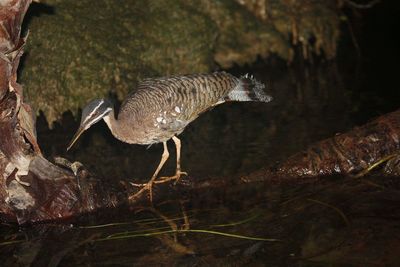 Bird perching on rock by lake