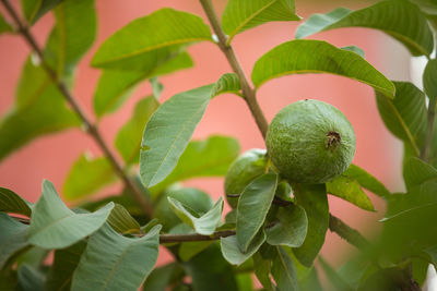 Close-up of fruit growing on tree