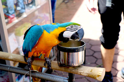 Close-up of parrot perching on woman