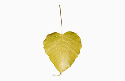 Close-up of yellow leaf against white background