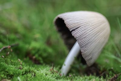 Close-up of mushroom growing on field