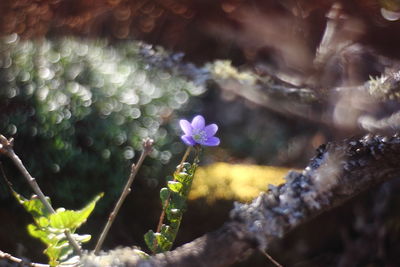 Close-up of purple flowering plant