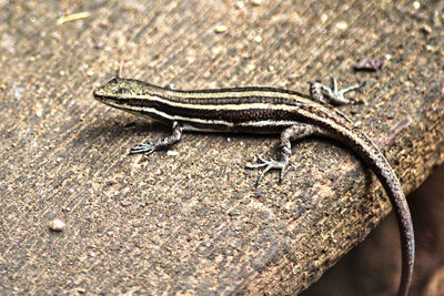 Close-up of lizard