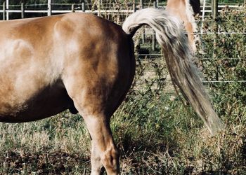 Horse in a field