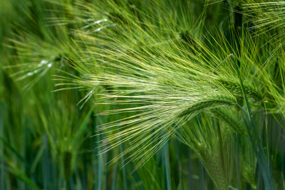 Close-up of fresh green crops on field