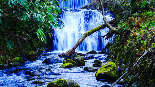 Close-up of waterfall against trees