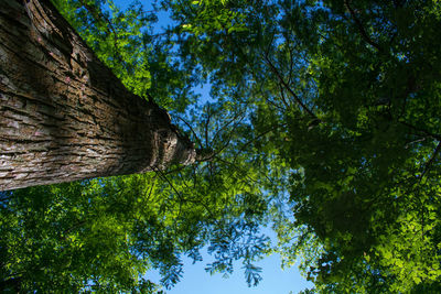 Low angle view of tree trunks in forest