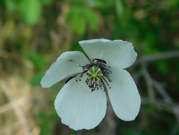 Close-up of white flower on plant