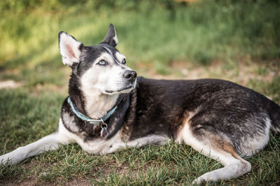 Husky with 3 leggs