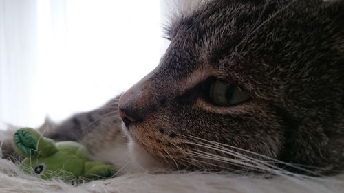 Close-up portrait of cat relaxing