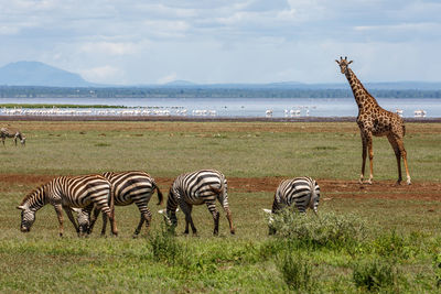 Zebras grazings on field