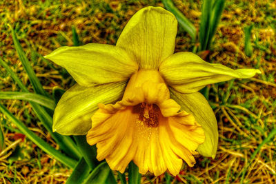 Close-up of yellow flowering plant